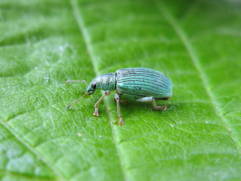 Curculionidae:  Polydrusus formosus